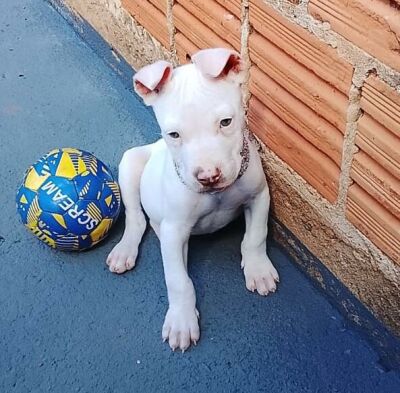 Imagem da notícia Filhote de pit bull é furtado de casa em Chapadão do Sul; criança está inconsolável